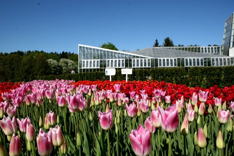 00_tulip-festival-park-city-tulips-flowers-gallery- (10).jpg