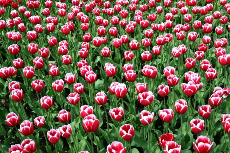 00_tulip-festival-park-city-tulips-flowers-gallery- (11).jpg