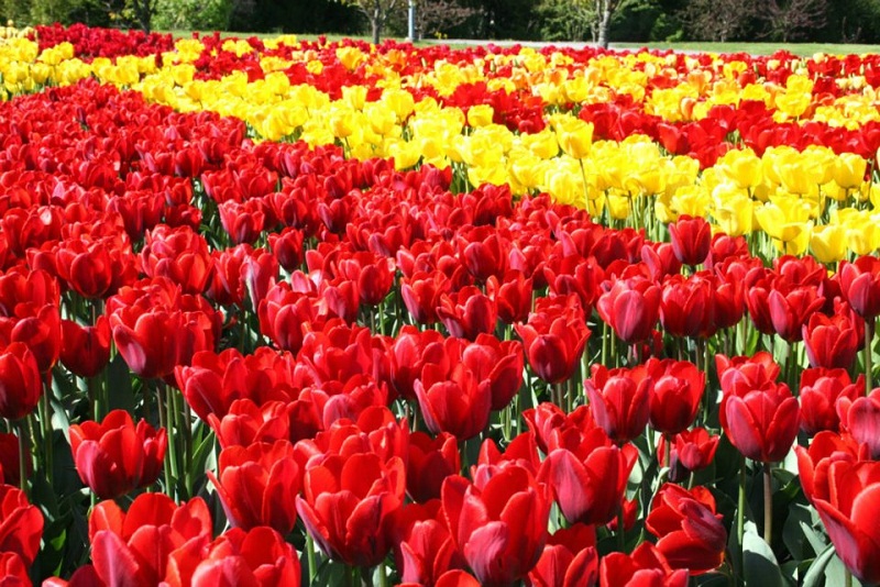 00_tulip-festival-park-city-tulips-flowers-gallery- (12).jpg