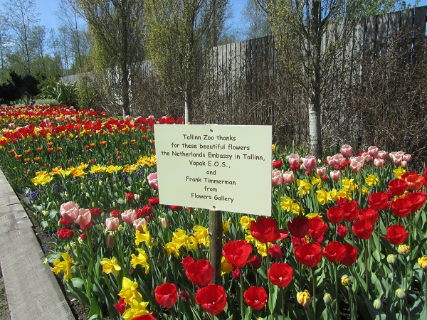 00_tulip-festival-park-city-tulips-flowers-gallery- (14).jpg