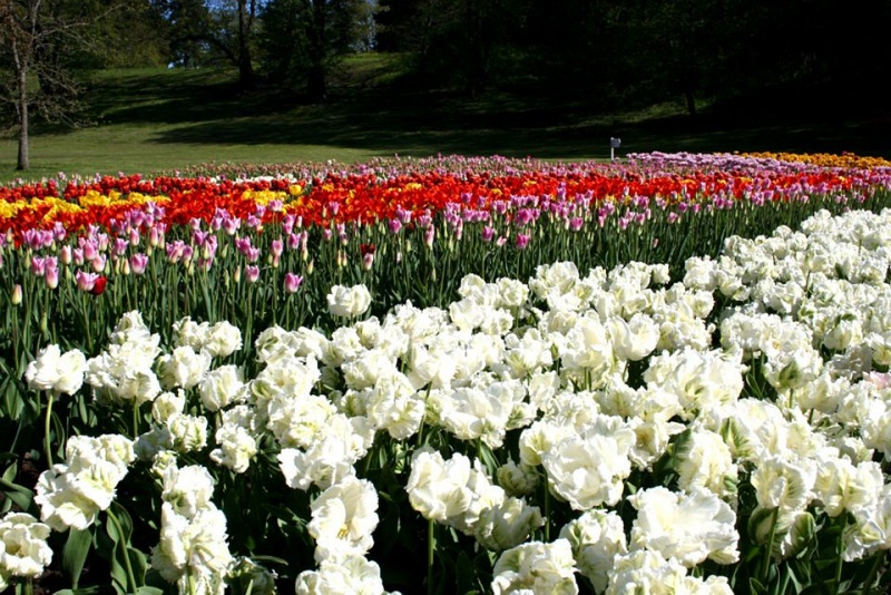 00_tulip-festival-park-city-tulips-flowers-gallery- (4).jpg