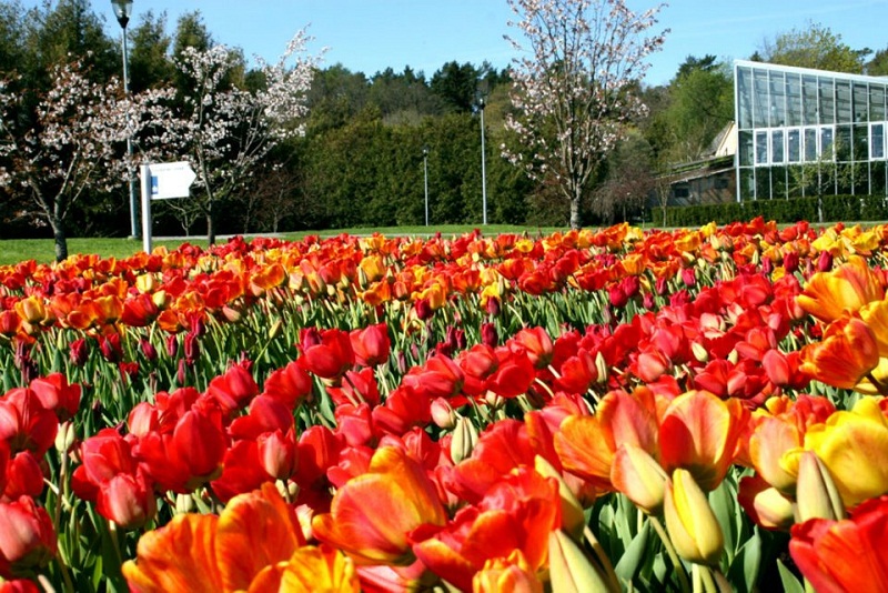 00_tulip-festival-park-city-tulips-flowers-gallery- (5).jpg