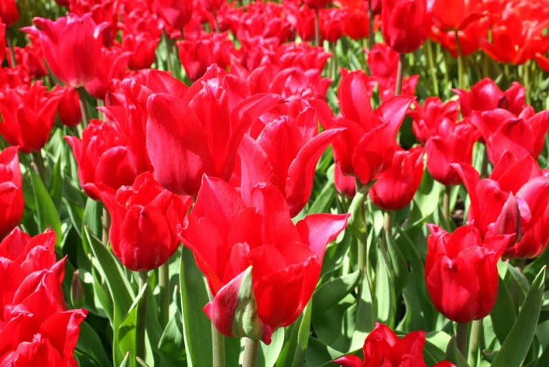 00_tulip-festival-park-city-tulips-flowers-gallery- (6).jpg