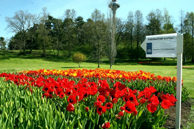 00_tulip-festival-park-city-tulips-flowers-gallery- (9).jpg